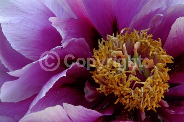 Yellow blooms; Deciduous; Broadleaf