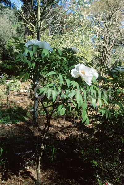 Yellow blooms; Deciduous; Broadleaf