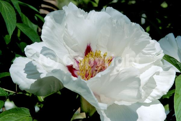 Yellow blooms; Deciduous; Broadleaf