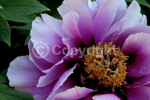 Yellow blooms; Deciduous; Broadleaf