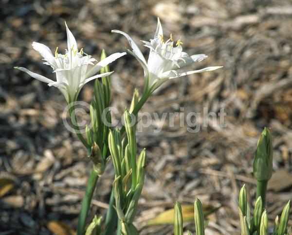 White blooms