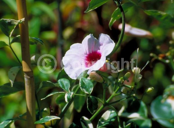White blooms; Pink blooms; Evergreen; Broadleaf
