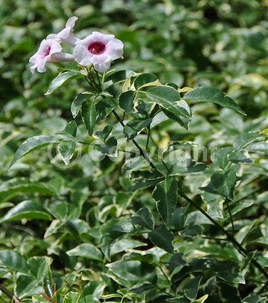 White blooms; Pink blooms; Evergreen; Broadleaf