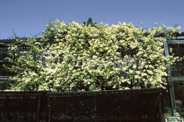 White blooms; Evergreen; Broadleaf