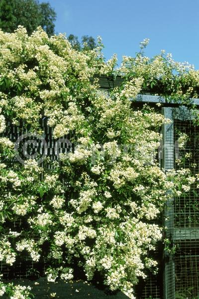 White blooms; Evergreen; Broadleaf