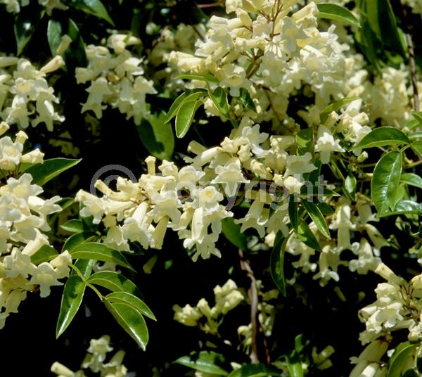 White blooms; Evergreen; Broadleaf