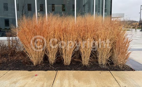 Pink blooms; Deciduous; Broadleaf; North American Native