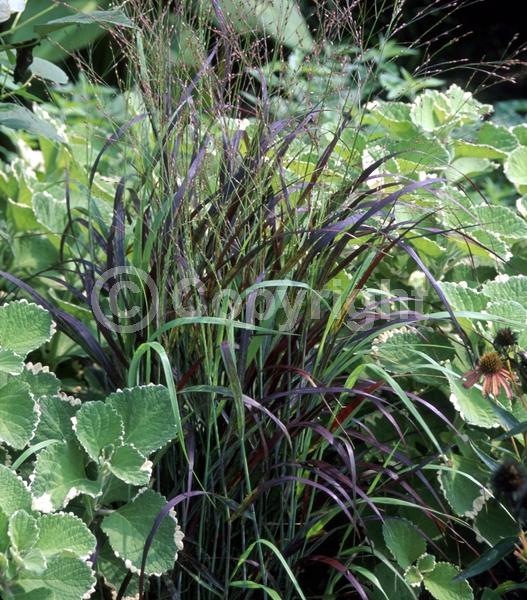 Deciduous; Broadleaf; North American Native