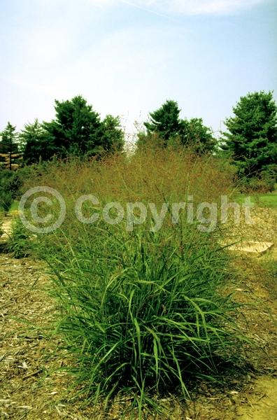Pink blooms; Deciduous; Broadleaf; North American Native