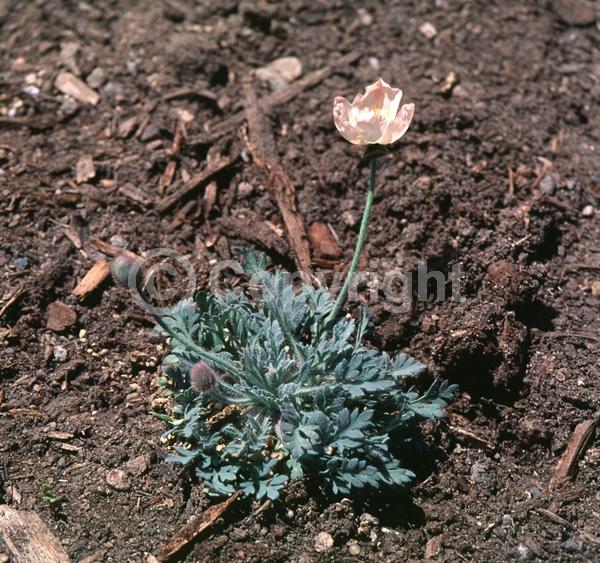 Pink blooms; Deciduous; Broadleaf