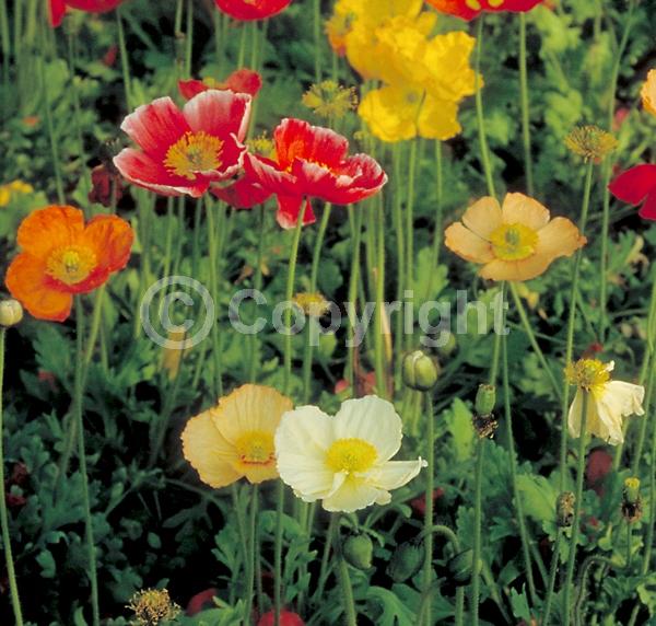 Red blooms; Orange blooms; Yellow blooms; White blooms; Pink blooms; Deciduous; Broadleaf; North American Native