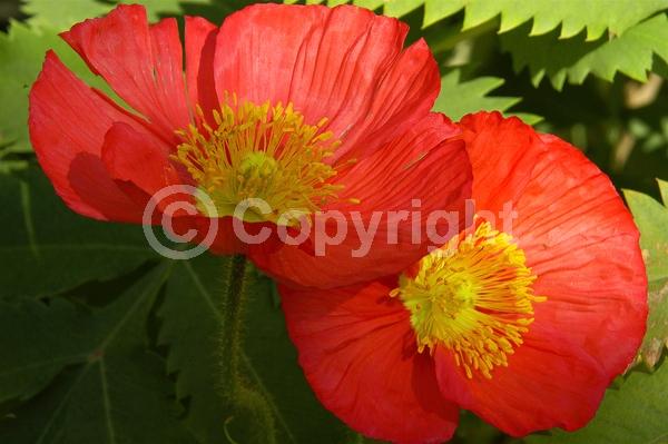 Red blooms; Orange blooms; Yellow blooms; White blooms; Pink blooms; Deciduous; Broadleaf; North American Native