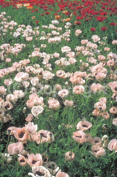 Red blooms; Orange blooms; Purple blooms; White blooms; Pink blooms; Deciduous; Broadleaf