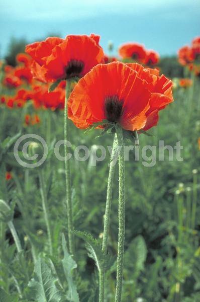 Red blooms; Orange blooms; Purple blooms; White blooms; Pink blooms; Deciduous; Broadleaf