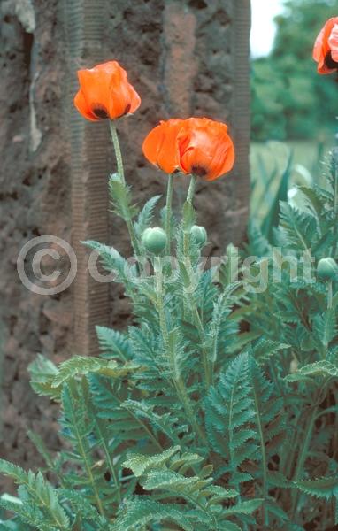 Red blooms; Orange blooms; Purple blooms; White blooms; Pink blooms; Deciduous; Broadleaf