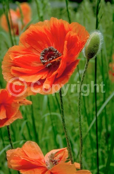Red blooms; Orange blooms; Purple blooms; White blooms; Pink blooms; Deciduous; Broadleaf