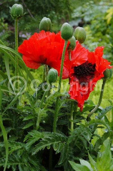Red blooms; Orange blooms; Purple blooms; White blooms; Pink blooms; Deciduous; Broadleaf