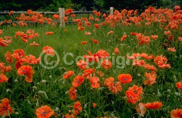 Red blooms; Orange blooms; Purple blooms; White blooms; Pink blooms; Deciduous; Broadleaf