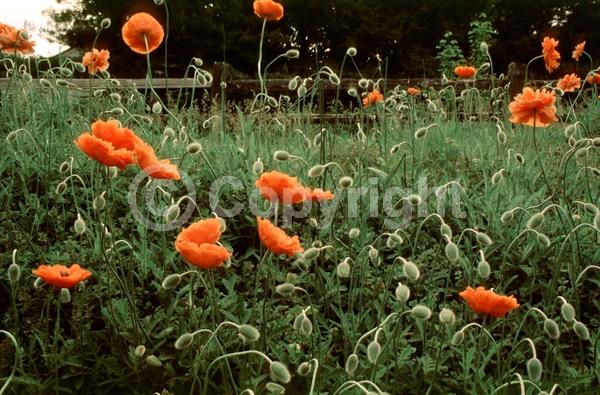 Red blooms; Orange blooms; Purple blooms; White blooms; Pink blooms; Deciduous; Broadleaf