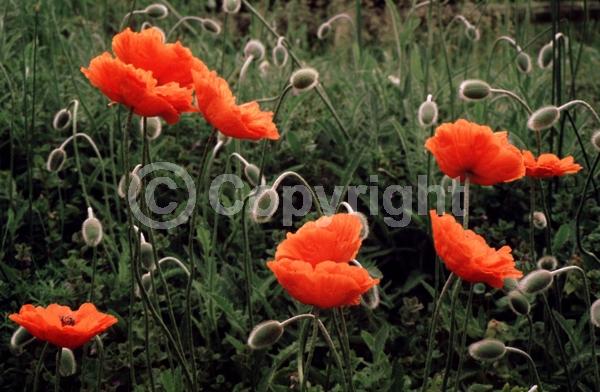 Red blooms; Orange blooms; Purple blooms; White blooms; Pink blooms; Deciduous; Broadleaf