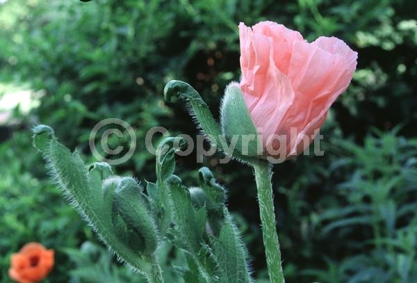 Red blooms; Orange blooms; Purple blooms; White blooms; Pink blooms; Deciduous; Broadleaf