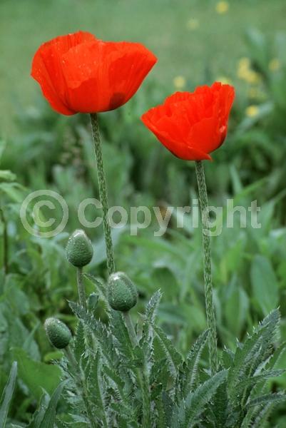 Red blooms; Orange blooms; Purple blooms; White blooms; Pink blooms; Deciduous; Broadleaf