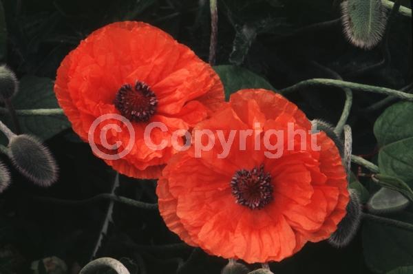 Red blooms; Orange blooms; Purple blooms; White blooms; Pink blooms; Deciduous; Broadleaf