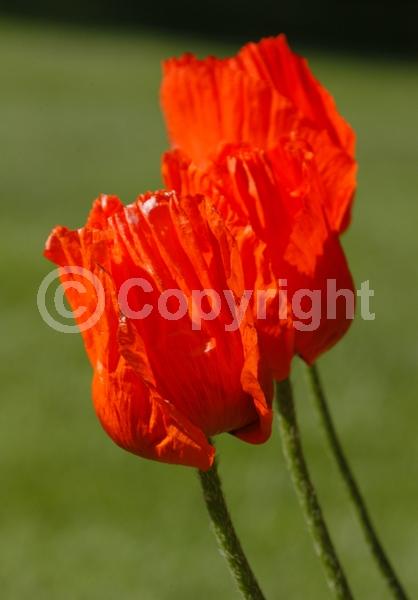 Red blooms; Orange blooms; Purple blooms; White blooms; Pink blooms; Deciduous; Broadleaf