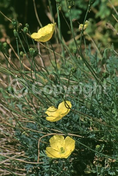 Red blooms; Orange blooms; Yellow blooms; White blooms