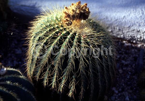 Yellow blooms; Evergreen