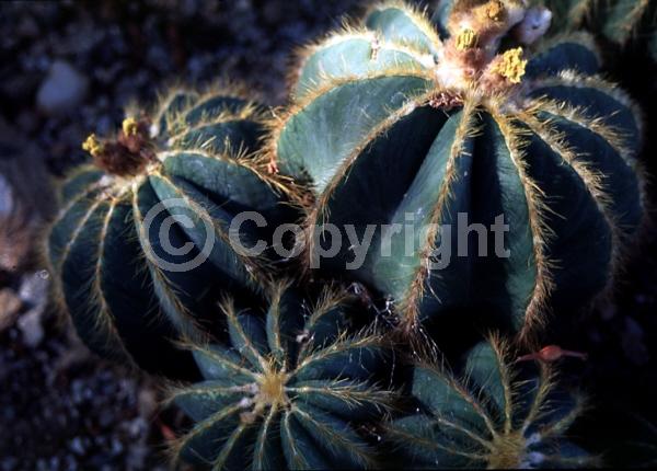 Yellow blooms; Evergreen