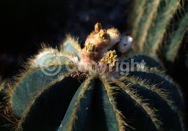 Yellow blooms; Evergreen