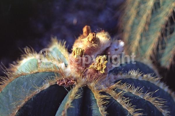 Yellow blooms; Evergreen