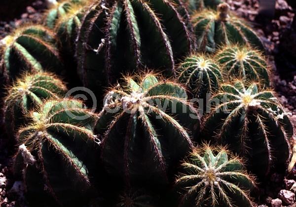 Yellow blooms; Evergreen