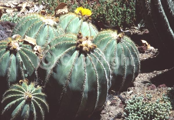 Yellow blooms; Evergreen