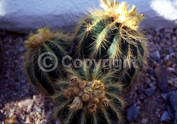 Yellow blooms; Evergreen