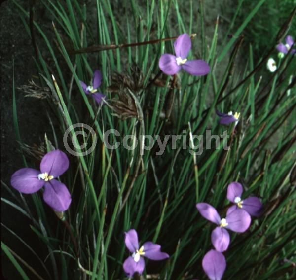 Blue blooms; Purple blooms; Evergreen