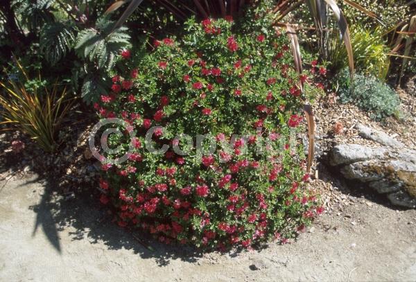 Pink blooms; Evergreen