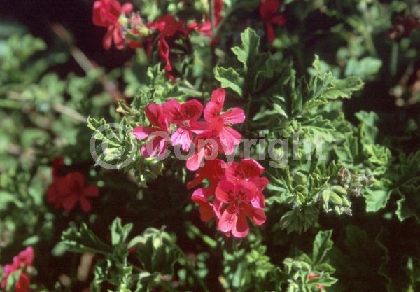 Pink blooms; Evergreen