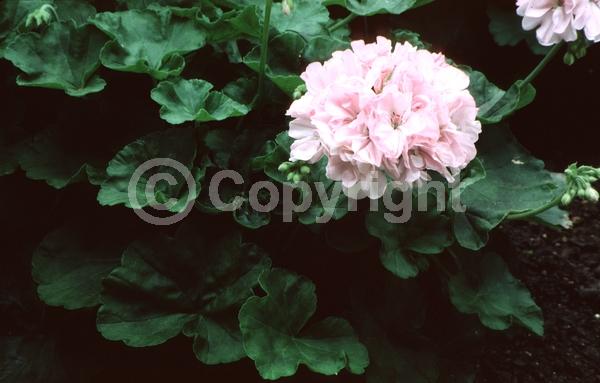 Pink blooms; Evergreen