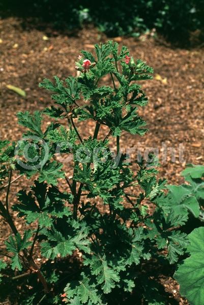 Pink blooms; Evergreen