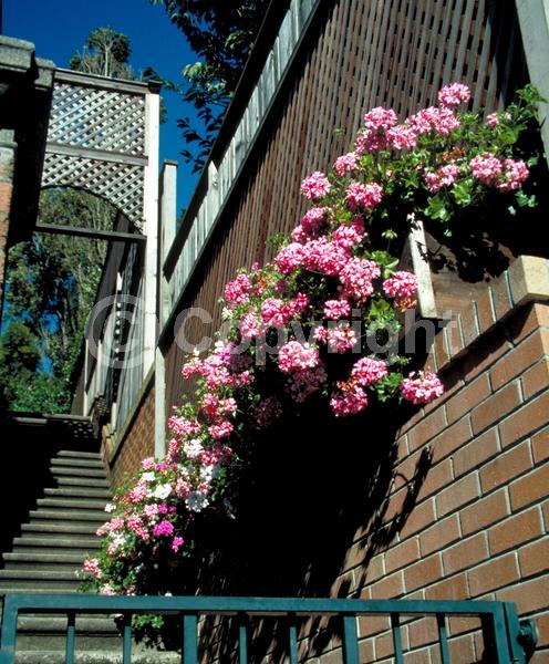 Red blooms; Orange blooms; Purple blooms; White blooms; Pink blooms; Salmon blooms; Evergreen; Needles or needle-like leaf