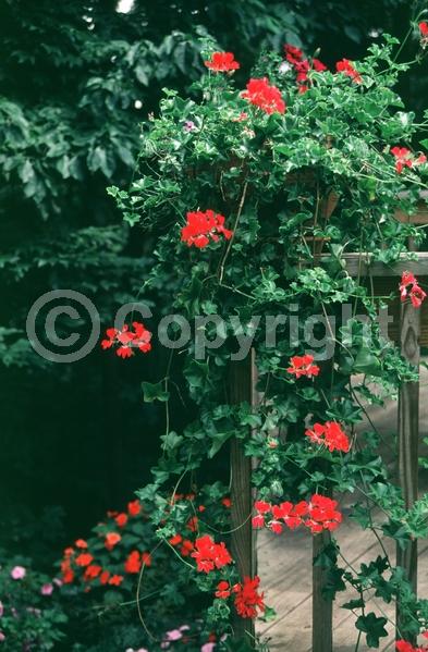 Red blooms; Orange blooms; Purple blooms; White blooms; Pink blooms; Salmon blooms; Evergreen; Needles or needle-like leaf