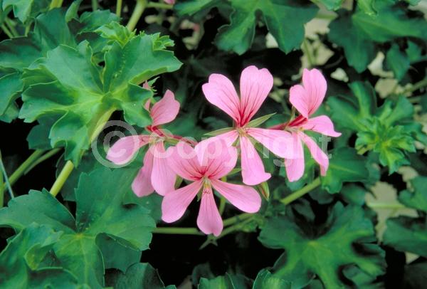 Red blooms; Orange blooms; Purple blooms; White blooms; Pink blooms; Salmon blooms; Evergreen; Needles or needle-like leaf