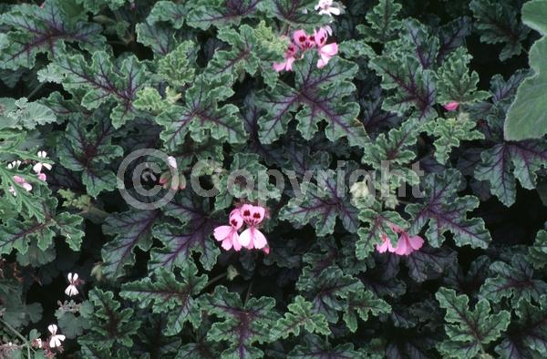 Purple blooms; Pink blooms; Evergreen; Needles or needle-like leaf