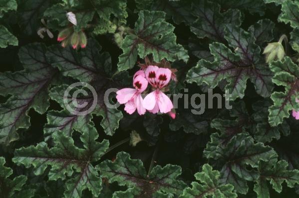 Purple blooms; Pink blooms; Evergreen; Needles or needle-like leaf