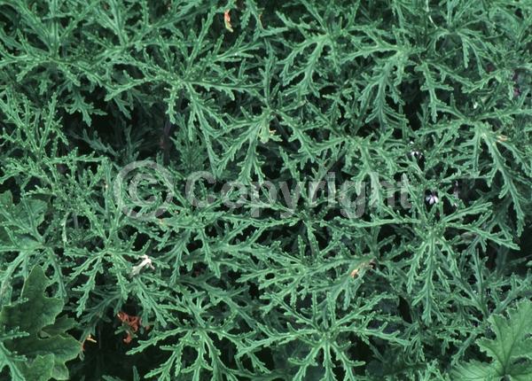 White blooms; Pink blooms; Evergreen