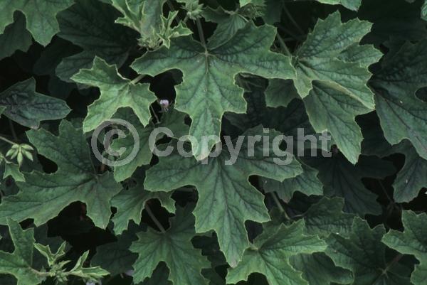 White blooms; Evergreen