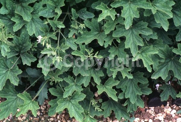 White blooms; Evergreen