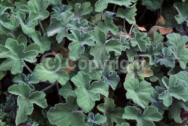 White blooms; Pink blooms
